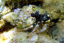 One Hermit crab that didn´t retreat as soon as I got there.  by Andy Hamnett 